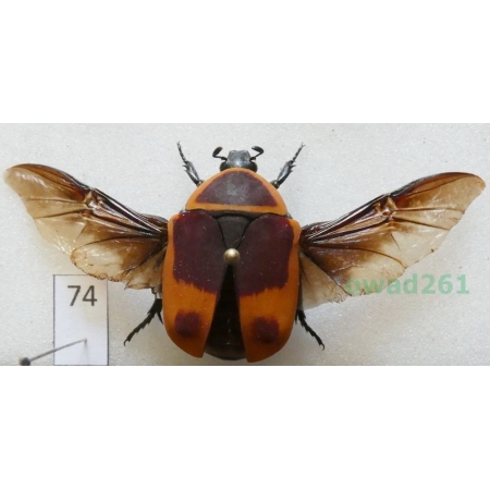 Pachnoda marginata peregrina Kolbe, 1906 ex. ovo Czad74
